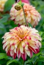 Garden Dahlia Lady darlene Apricot-yellow dinner plate flowers with burgundy tips